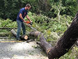 Best Root Management and Removal  in Nice, CA