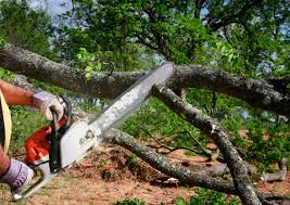 Best Tree Risk Assessment  in Nice, CA