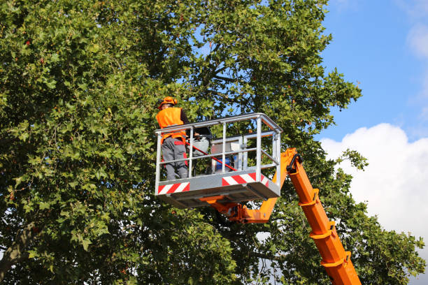 Best Emergency Tree Removal  in Nice, CA