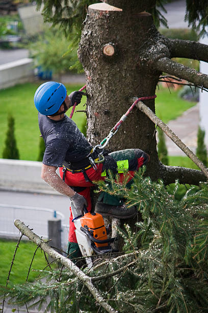 Best Commercial Tree Services  in Nice, CA